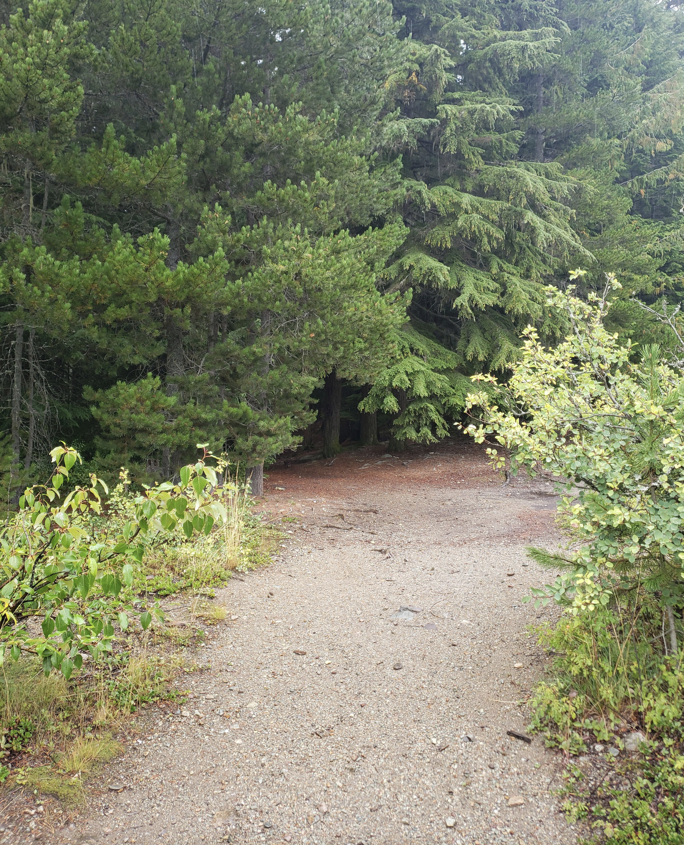 Enter the forest at top of the hill